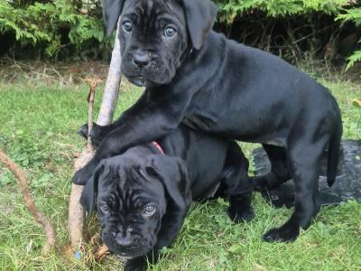 IKC Registered Cane Corso puppies in Wexford