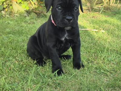 IKC Registered Cane Corso puppies in Wexford