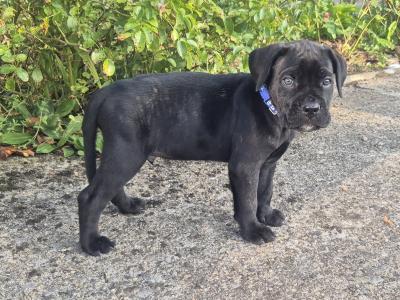 IKC Registered Cane Corso puppies in Wexford