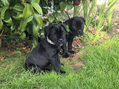 IKC Registered Cane Corso puppies in Wexford