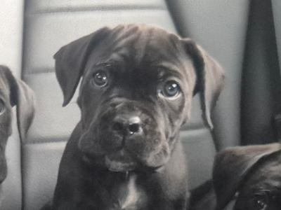 IKC Registered Cane Corso puppies in Wexford