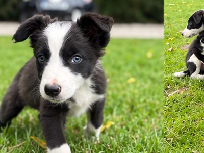 Border Collie puppies in Wicklow