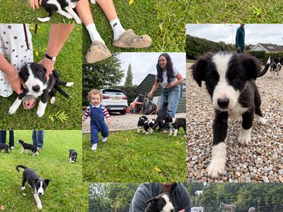 Border Collie puppies in Wicklow