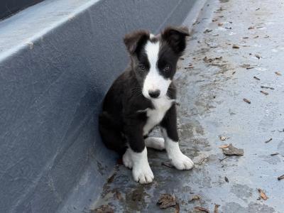 Border Collie pups in Wicklow