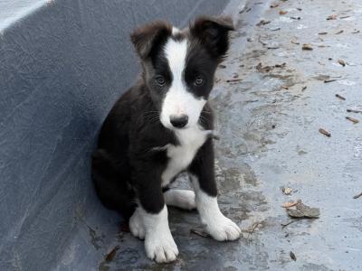 Border Collie puppies in Wicklow
