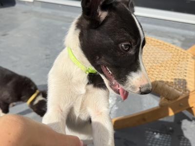 Border Collie puppies in Wicklow