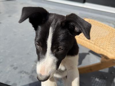 Border Collie puppies in Wicklow