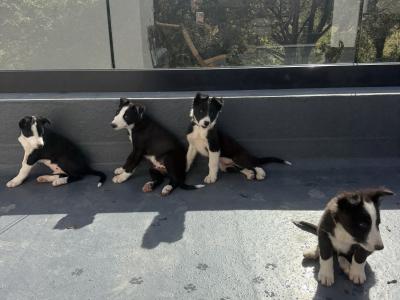 Border Collie puppies in Wicklow