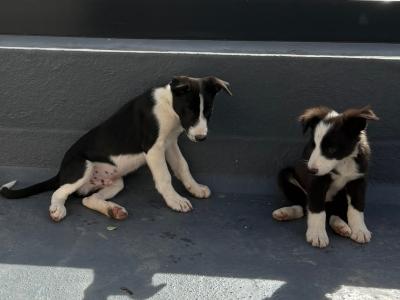 Border Collie puppies in Wicklow