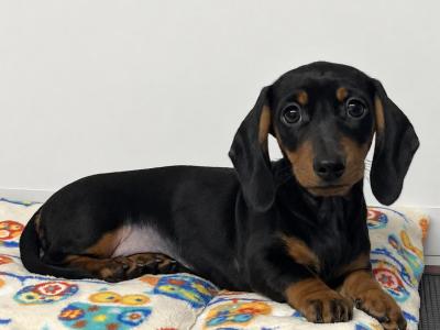 Beautiful Miniature Smooth Haired Dachshund puppies in Cavan, from Genetically Health Tested Parents