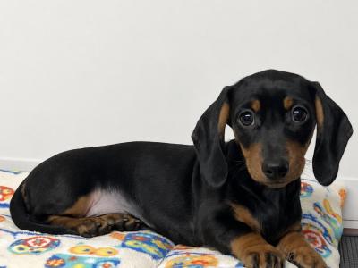 Beautiful Miniature Smooth Haired Dachshund puppies in Cavan, from Genetically Health Tested Parents