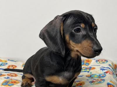 Beautiful Miniature Smooth Haired Dachshund puppies in Cavan, from Genetically Health Tested Parents