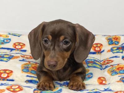 Beautiful Miniature Smooth Haired Dachshund puppies in Cavan, from Genetically Health Tested Parents