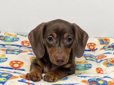 Beautiful Miniature Smooth Haired Dachshund puppies in Cavan, from Genetically Health Tested Parents