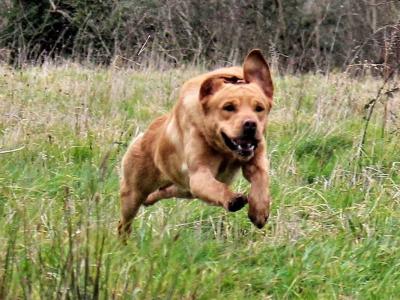 IKC Registered (pending) Church Oak Labrador puppies in Kildare