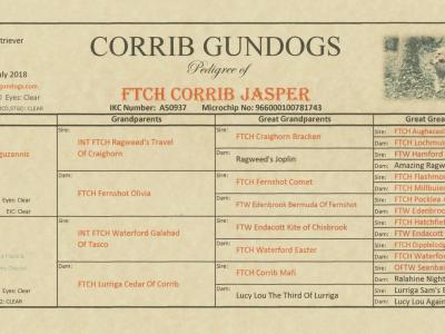 IKC Registered (pending) Church Oak Labrador puppies in Kildare