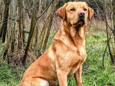IKC Registered (pending) Church Oak Labrador puppies in Kildare
