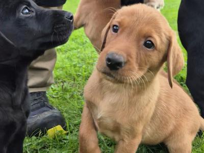 IKC Registered (pending) Church Oak Labrador puppies in Kildare