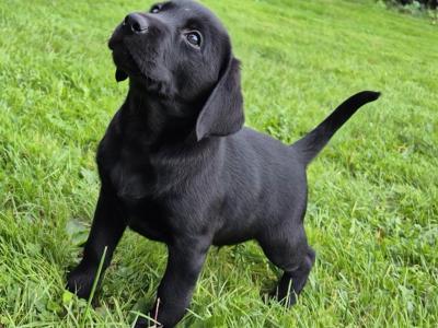 IKC Registered (pending) Church Oak Labrador puppies in Kildare