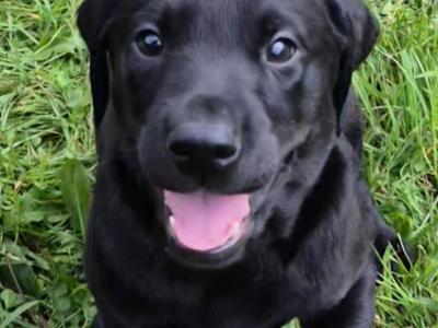 IKC Registered (pending) Church Oak Labrador puppies in Kildare