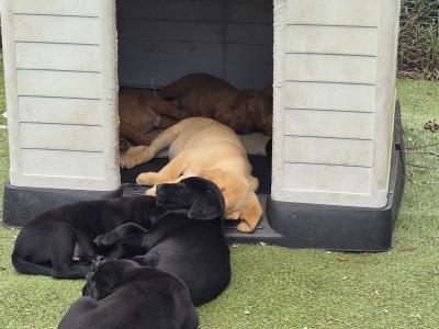 IKC Registered (pending) Church Oak Labrador puppies in Kildare