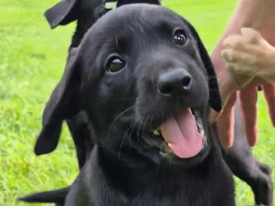 IKC Registered Church Oak Labrador puppies in Kildare