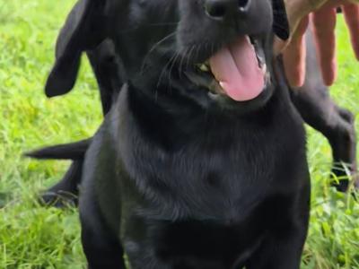 IKC Registered (pending) Church Oak Labrador puppies in Kildare