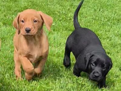 IKC Registered (pending) Church Oak Labrador puppies in Kildare