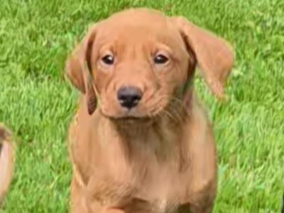 IKC Registered Church Oak Labrador puppies in Kildare