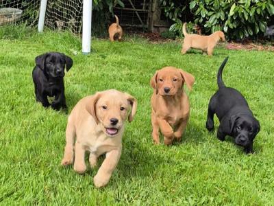 Church Oak Labradors in Kildare