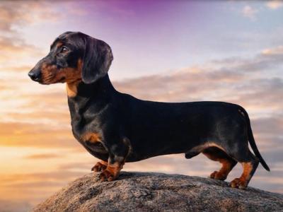 Miniature smooth haired Dachshund Genetically Health Tested