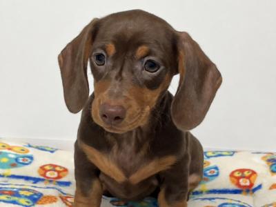 Beautiful Miniature Smooth Haired Dachshund puppies in Cavan, from Genetically Health Tested Parents