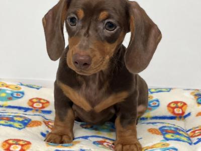 Beautiful Miniature Smooth-Haired Dachshund Puppies – From Genetically Health Tested Parents