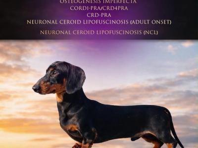 Beautiful Miniature Smooth Haired Dachshund puppies in Cavan, from Genetically Health Tested Parents