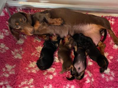 Beautiful Miniature Smooth Haired Dachshund puppies in Cavan, from Genetically Health Tested Parents