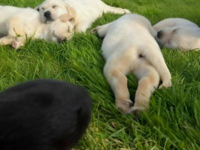 Purebred Labrador puppies in Laois