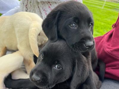 Purebred Labrador puppies in Laois