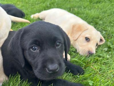 Purebred Labrador puppies in Laois