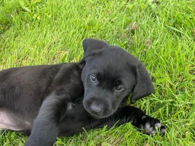 Purebred Labrador puppies in Laois