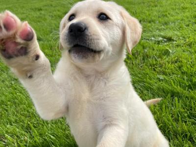Purebred Labrador puppies in Laois