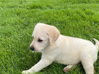 Purebred Labrador puppies in Laois