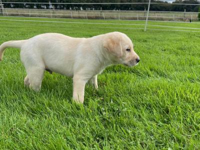 Purebred Labrador puppies in Laois