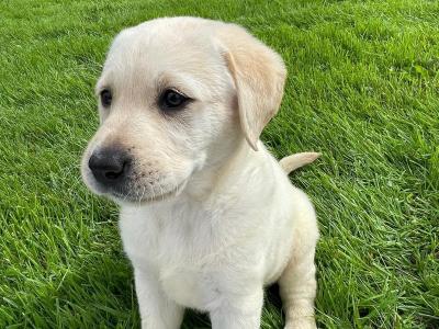 Purebred Labrador puppies in Laois