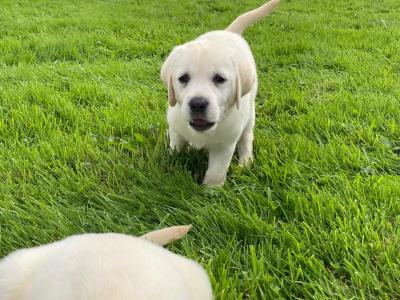 Purebred Labrador puppies in Laois