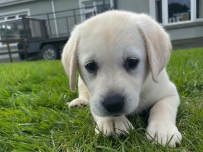 Purebred Labrador puppies in Laois