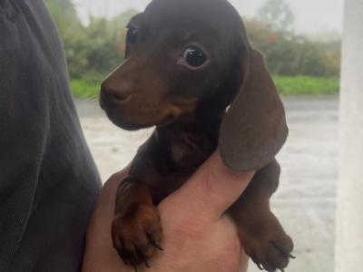 Beautiful miniature Chocolate female Dachshund in Tipperary