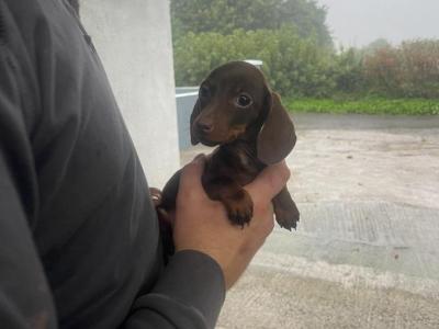 Beautiful miniature Chocolate female Dachshund in Tipperary