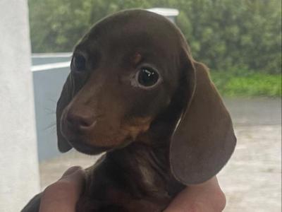 Beautiful miniature Chocolate female Dachshund in Tipperary
