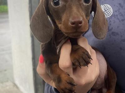 Beautiful miniature Chocolate female Dachshund in Tipperary