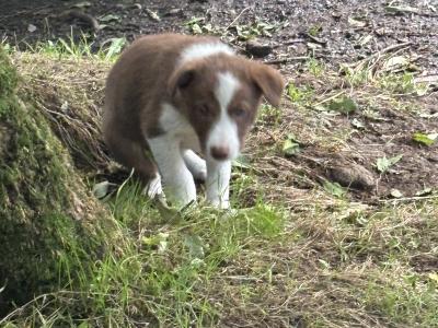 Collie Pups for sale in Cork